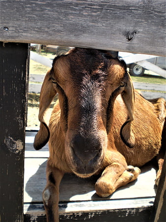 Cute brown goat with long ears resting in wooden fence
