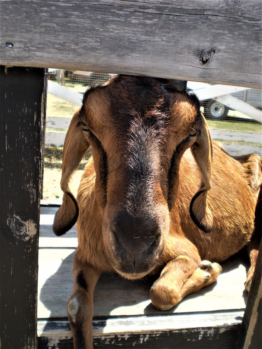 Cute brown goat with long ears resting in wooden fence