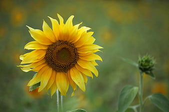 Close-up of a vibrant yellow sunflower in a field