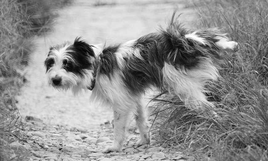 Black and white portrait of a shaggy dog on a path