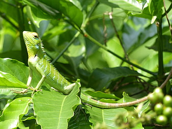 Green Lizard Perched on Coffee Plant Leaves in Sunlight