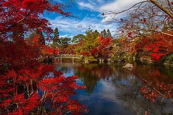 Vibrant Japanese Garden with Red Maple Trees and Pond
