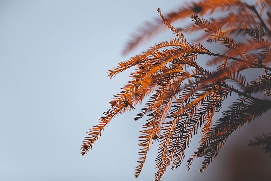 Golden autumn cypress branches against a soft blue sky