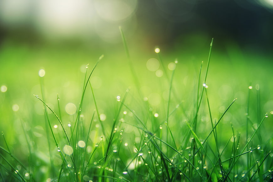Close-up of green grass blades with morning dew drops and bokeh