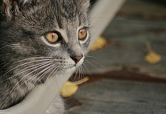 Close-up portrait of a gray tabby cat with amber eyes