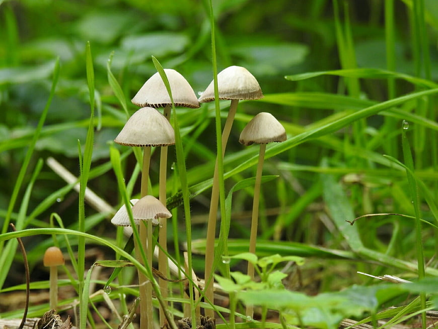 Small white mushrooms growing in green grass