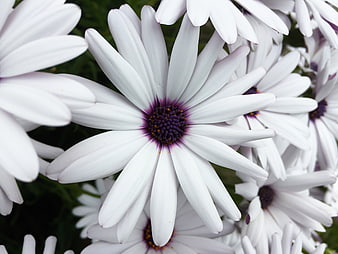 Close-up of white Osteospermum daisy with purple center