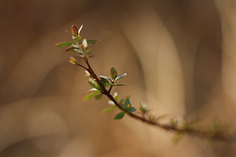 Close-up of a small green plant sprig with blurred background