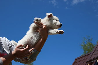 White Puppy Held Up Against Blue Sky