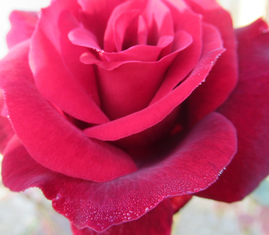 Close-up of a vibrant red rose with dew drops