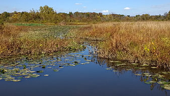 Serene Wetland Landscape with Lily Pads and Autumn Reeds