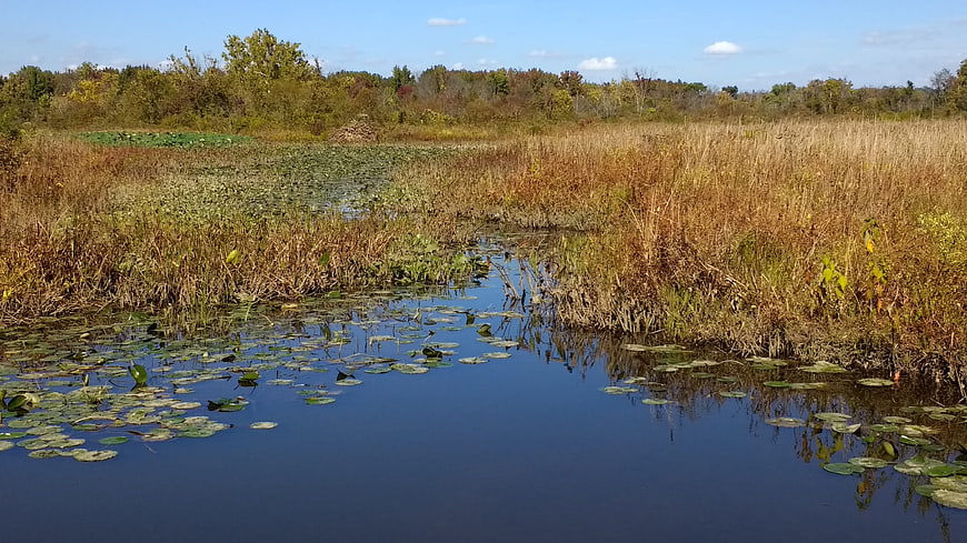 Serene Wetland Landscape with Lily Pads and Autumn Reeds