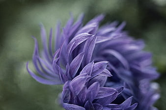 Close-up of purple chrysanthemum flower petals