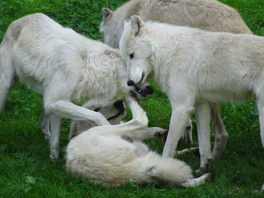 Pack of white wolves playing together on green grass