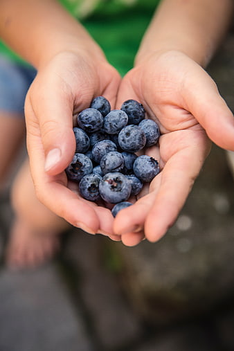 Child's Hands Holding Fresh Blueberries