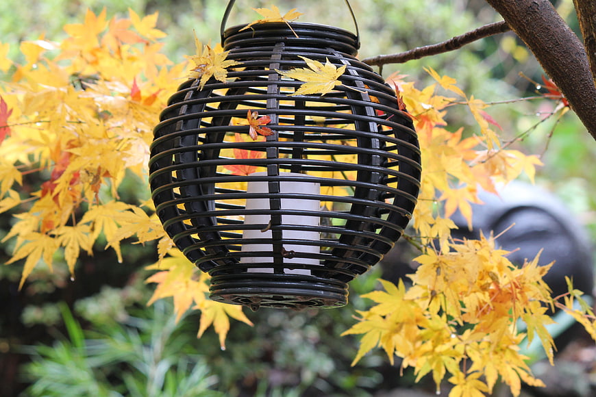 Black Woven Lantern Hanging Among Yellow Autumn Maple Leaves