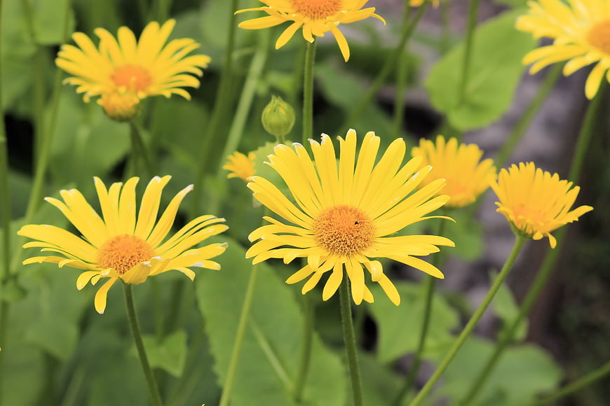 Vibrant yellow daisies blooming in a lush green garden