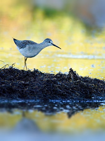 Yellowlegs Shorebird Standing on Dark Moss in Marsh