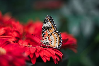 Butterfly on Red Zinnia Flower Close Up