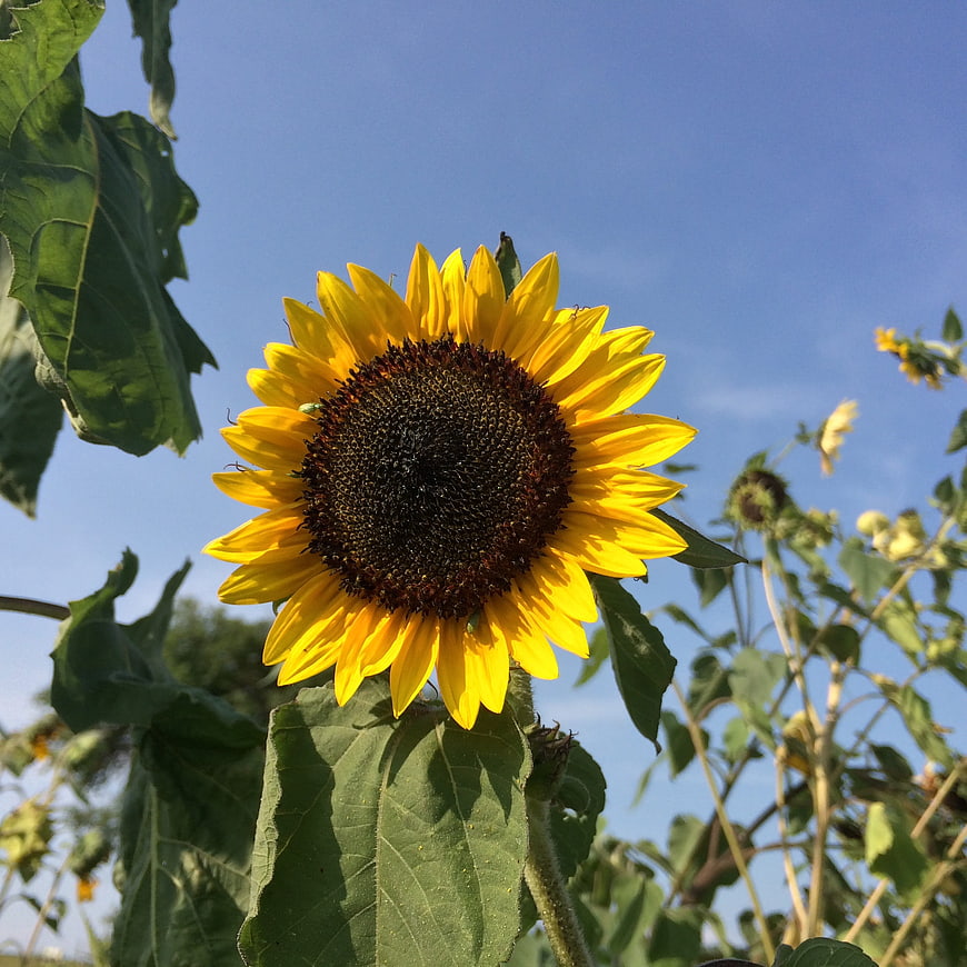 Vibrant Sunflower Blooming Against Blue Sky