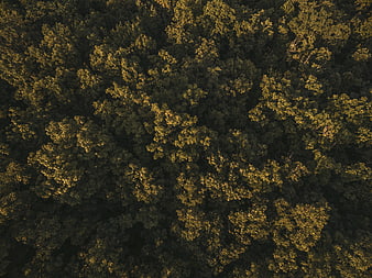 Aerial View of Dense Forest Canopy at Golden Hour