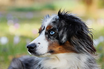 Blue Merle Australian Shepherd Portrait With Blue Eyes