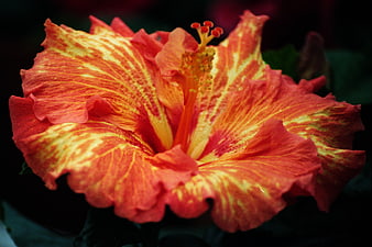 Vibrant Red and Yellow Hibiscus Flower Close-Up