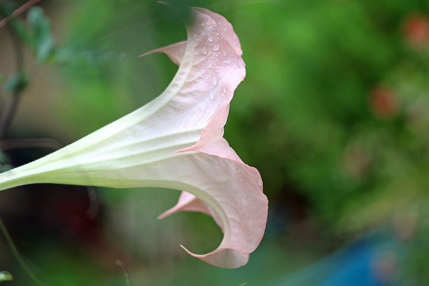 Close-up of pink and white angel's trumpet flower with water droplets