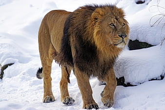 Majestic male lion walking through deep snow in winter landscape