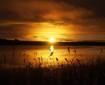 Golden Sunrise Over Lake With Silhouetted Reeds