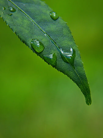 Macro shot of green leaf with water droplets