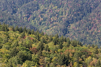 Aerial View of Dense Forest with Early Autumn Colors