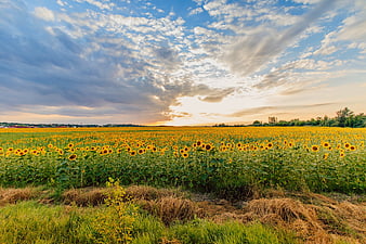 Vast Sunflower Field Under Dramatic Sunset Sky
