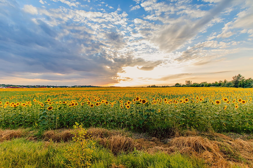 Vast Sunflower Field Under Dramatic Sunset Sky