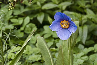 Blue Poppy Flower with Yellow Center in Green Garden