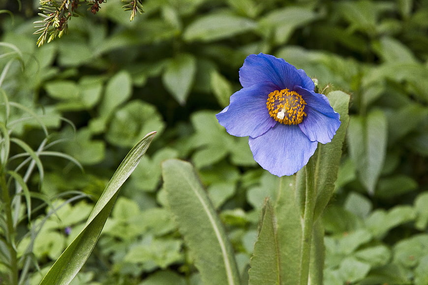 Blue Poppy Flower with Yellow Center in Green Garden