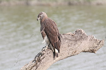 Grey-headed Fish Eagle perched on driftwood by water