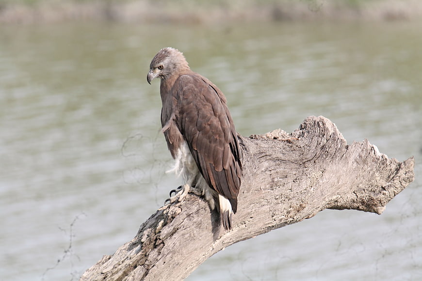 Grey-headed Fish Eagle perched on driftwood by water