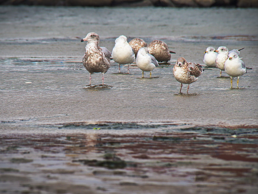 Flock of Seagulls Standing on Wet Sandy Beach Shore
