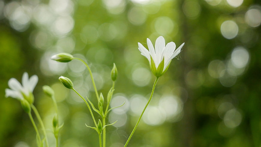 Delicate White Chickweed Flower with Green Bokeh Background