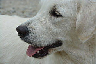 Close-up Profile of a Happy White Golden Retriever
