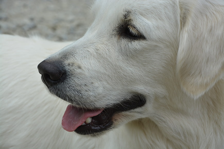 Close-up Profile of a Happy White Golden Retriever