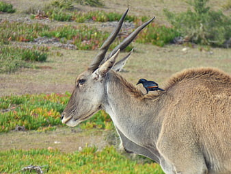 Red-billed oxpecker on eland antelope in South African savanna