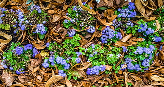 Purple mistflower blooms amidst brown fallen leaves