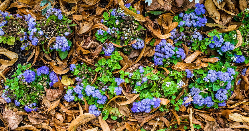 Purple mistflower blooms amidst brown fallen leaves