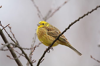 Yellowhammer Bird Perched on Bare Branch