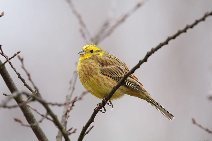 Yellowhammer Bird Perched on Bare Branch