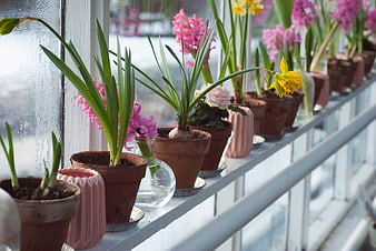 Colorful Spring Bulb Flowers in Pots on a Windowsill