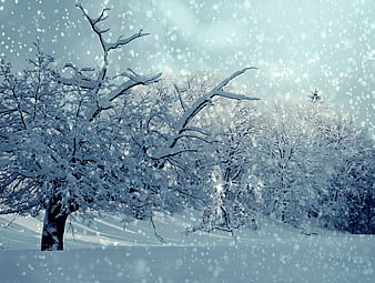 Snowy Winter Forest Landscape with Falling Snowflakes