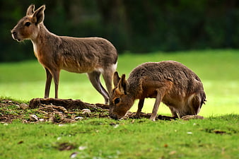 Two Pampas Rabbits Grazing In Green Grass
